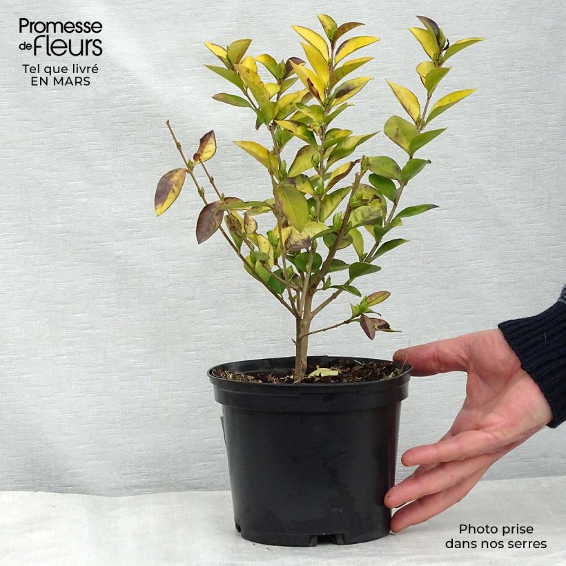 Example of Troène doré - Ligustrum vicaryi  Pot de 2L/3L as you get in printemps
