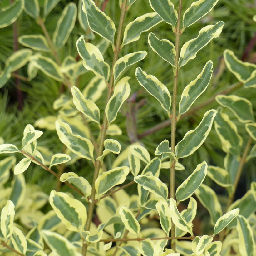 Ligustrum ibota Musli - Troène (Foliage)