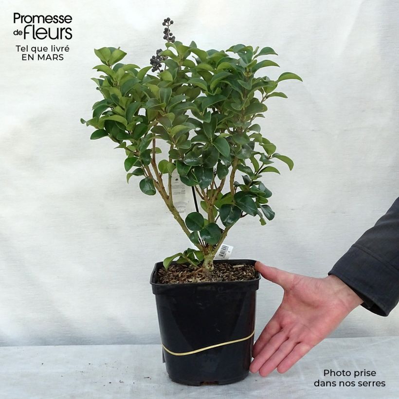 Example of Ligustrum japonicum Coriaceum - Troène du Japon Pot de 3L/4L as you get in printemps