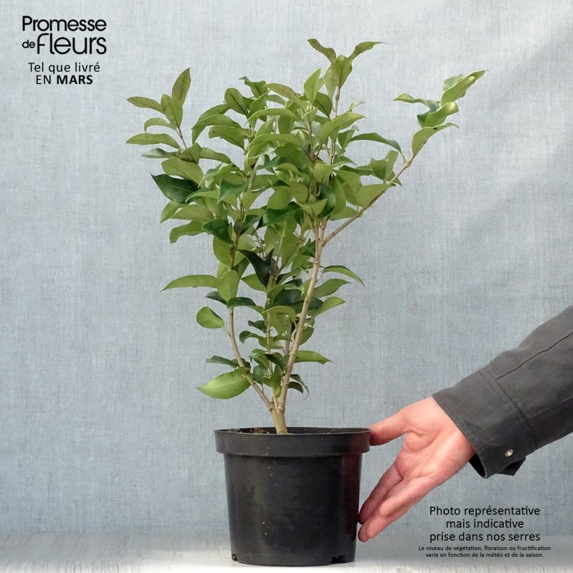 Example of Ligustrum japonicum Green Century - Troène du Japon Pot de 2L/3L as you get in printemps