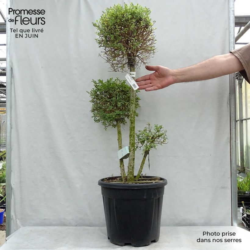 Spécimen de Ligustrum jonandrum (ionandrum) - Troène du Yunnan Pot de 7,5L/10L, 3 Atomium Ball tel que livré en été