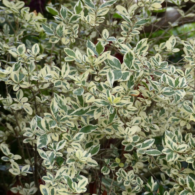 Troène de Californie Argenteum - Ligustrum ovalifolium (Foliage)