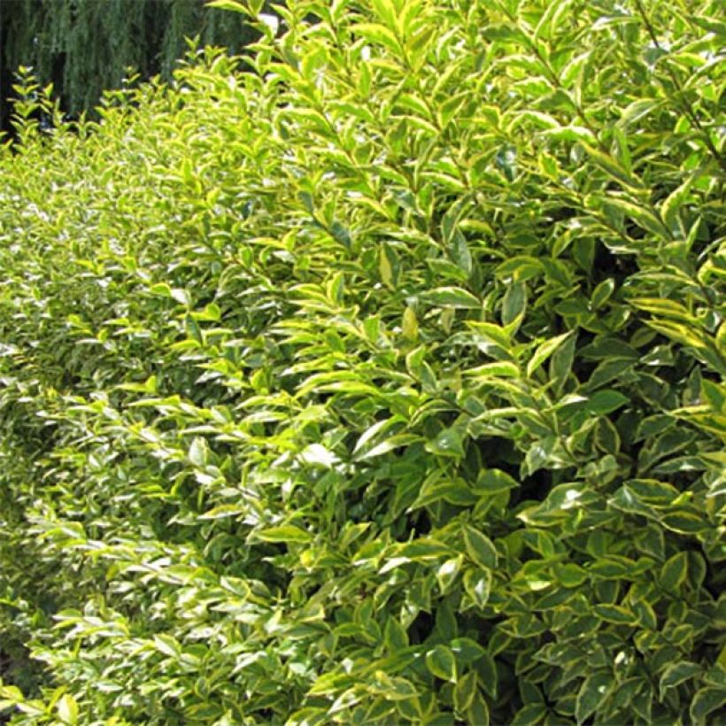 Troène doré  - Ligustrum ovalifolium Aureum (Foliage)