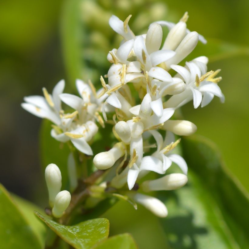 Troène de Californie - Ligustrum ovalifolium Green Diamond (Flowering)