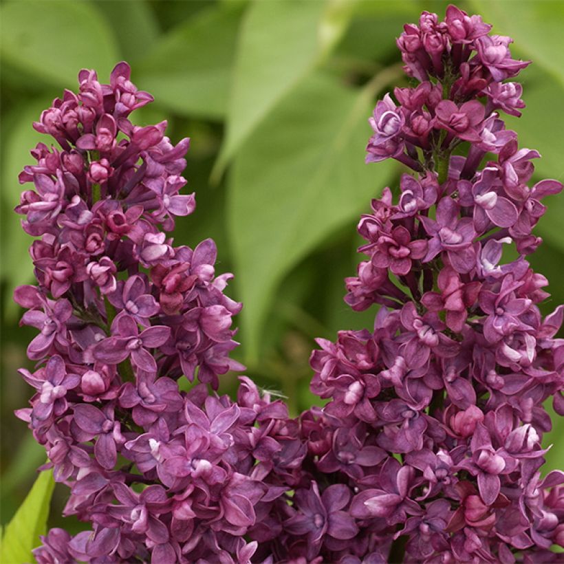 Lilas - Syringa vulgaris Charles Joly (Flowering)