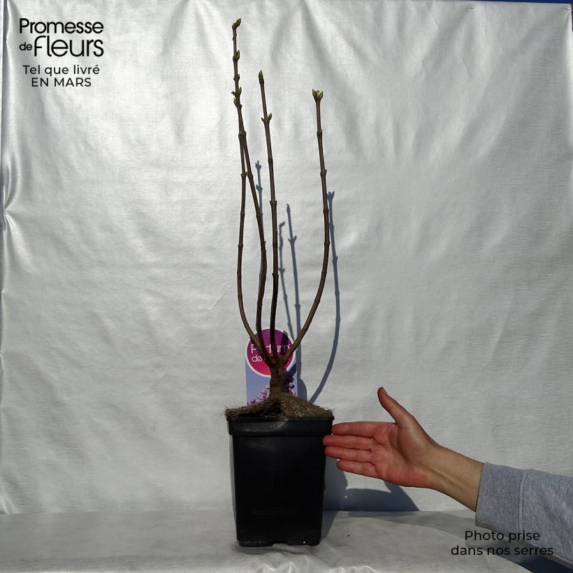 Example of Lilas Sensation - Syringa vulgaris Pot de 3L/4L, Buisson, 3/4 branches as you get in printemps
