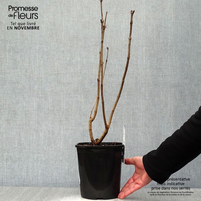 Spécimen de Lilas Sensation - Syringa vulgaris Pot de 3L/4L, Buisson, 3/4 branches tel que livré en automne
