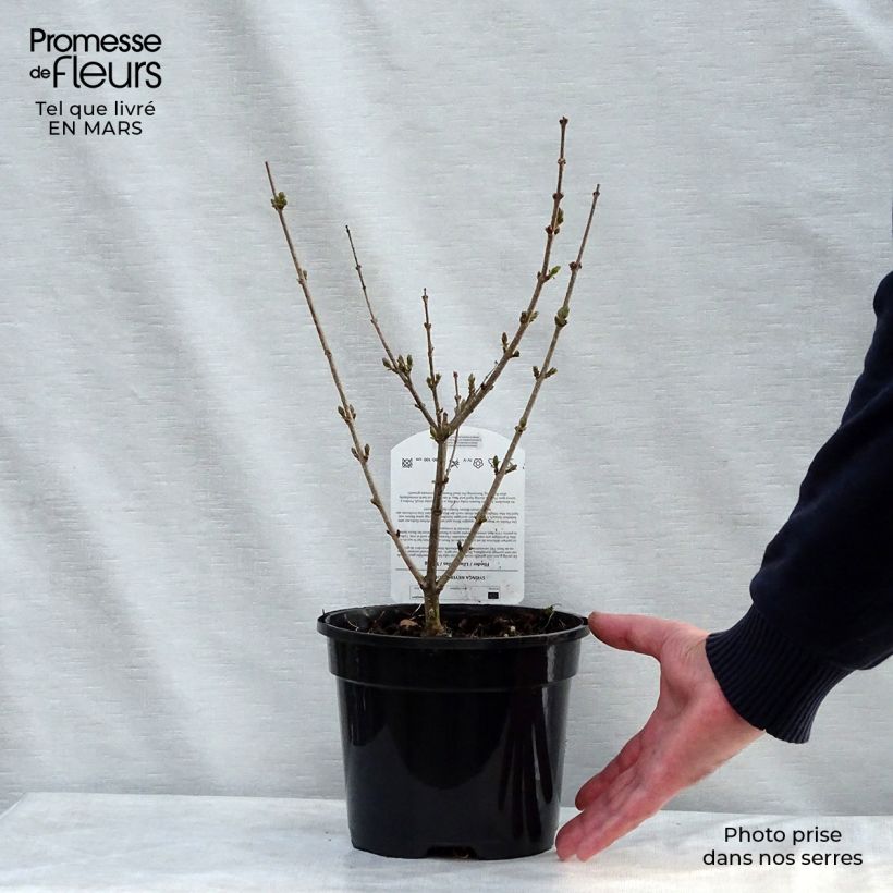 Example of Lilas - Syringa meyeri Palibin Pot de 2L/3L as you get in printemps