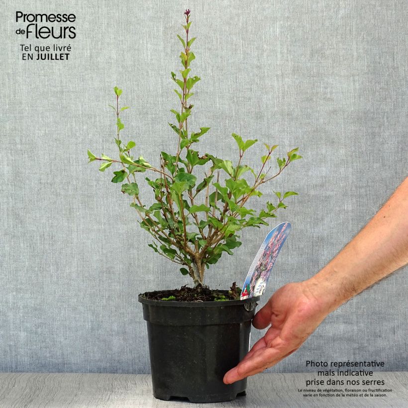 Spécimen de Lilas - Syringa meyeri Palibin Pot de 2L/3L tel que livré en été