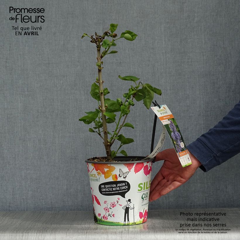 Example of Lilas - Syringa vulgaris Capitaine Baltet Pot de 4L/5L as you get in printemps