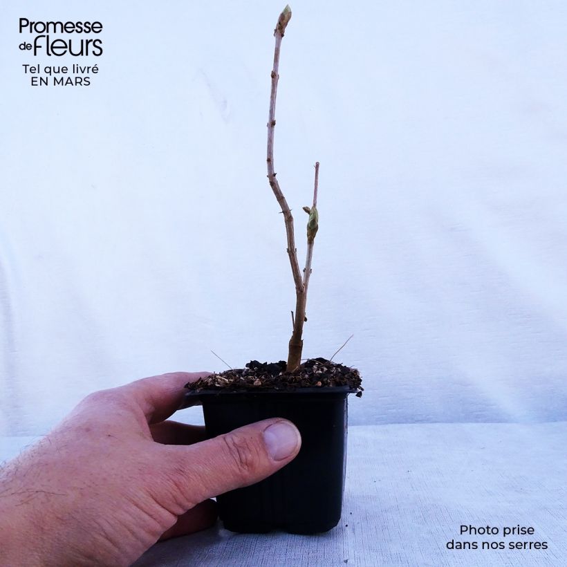 Spécimen de Lilas - Syringa vulgaris Katherine Havemeyer  Godet de 8/9 cm tel que livré au printemps