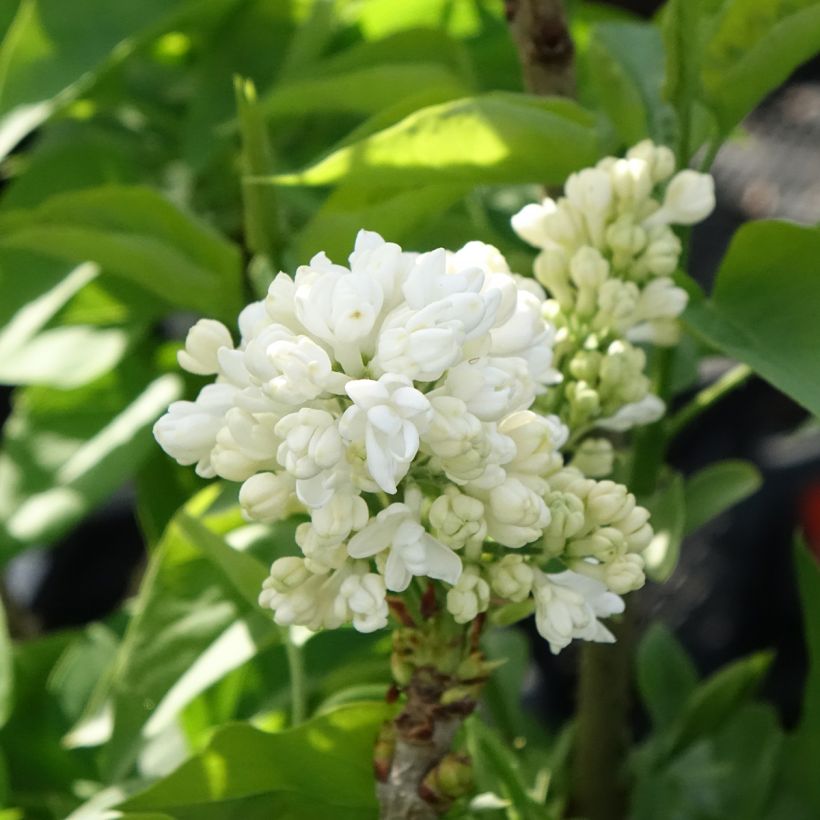 Lilas - Syringa vulgaris Madame Lemoine (Floraison)