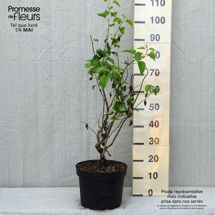 Example of Lilas - Syringa vulgaris Madame Lemoine Pot de 7,5L/10L as you get in printemps