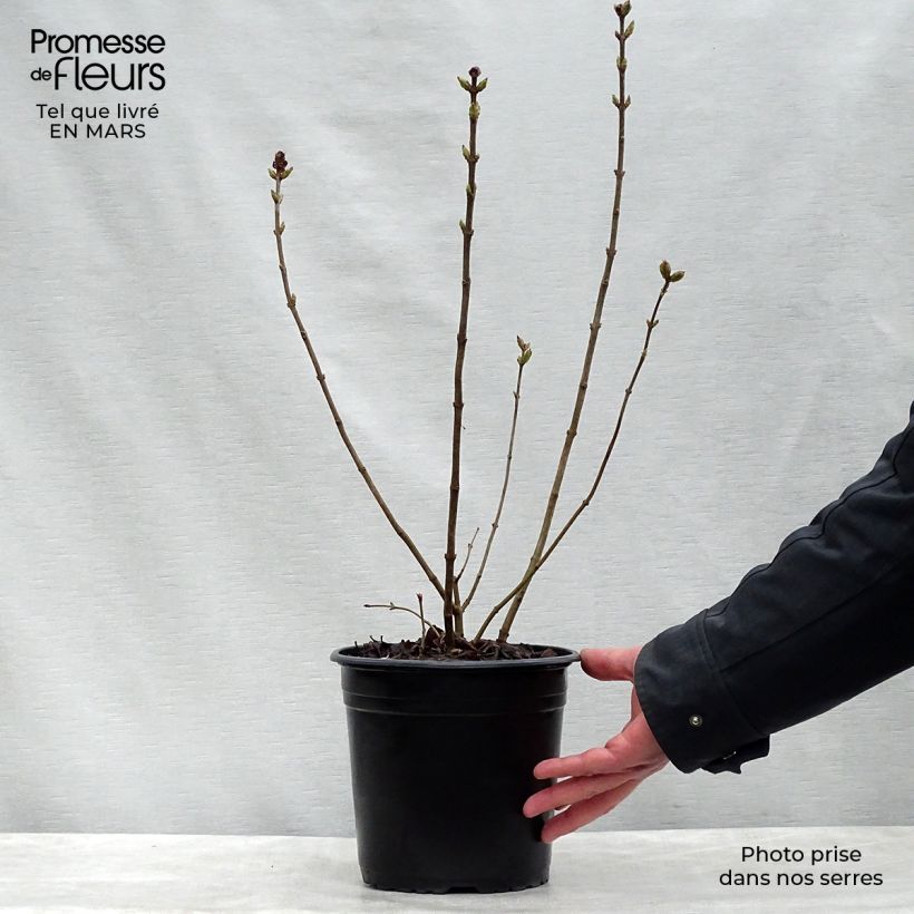 Example of Lilas à fleurs de jacinthe - Syringa hyacinthiflora Maiden's Blush Pot de 4L/5L, Buisson, 3/4 branches as you get in printemps