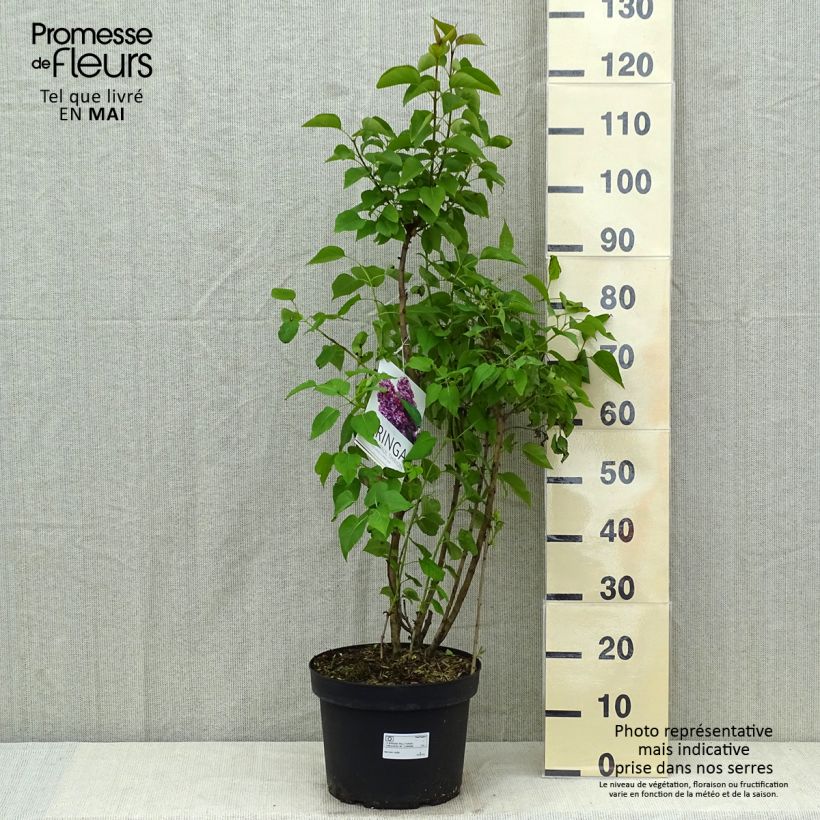 Spécimen de Lilas commun - Syringa vulgaris Paul Thirion Pot de 7,5L/10L tel que livré au printemps