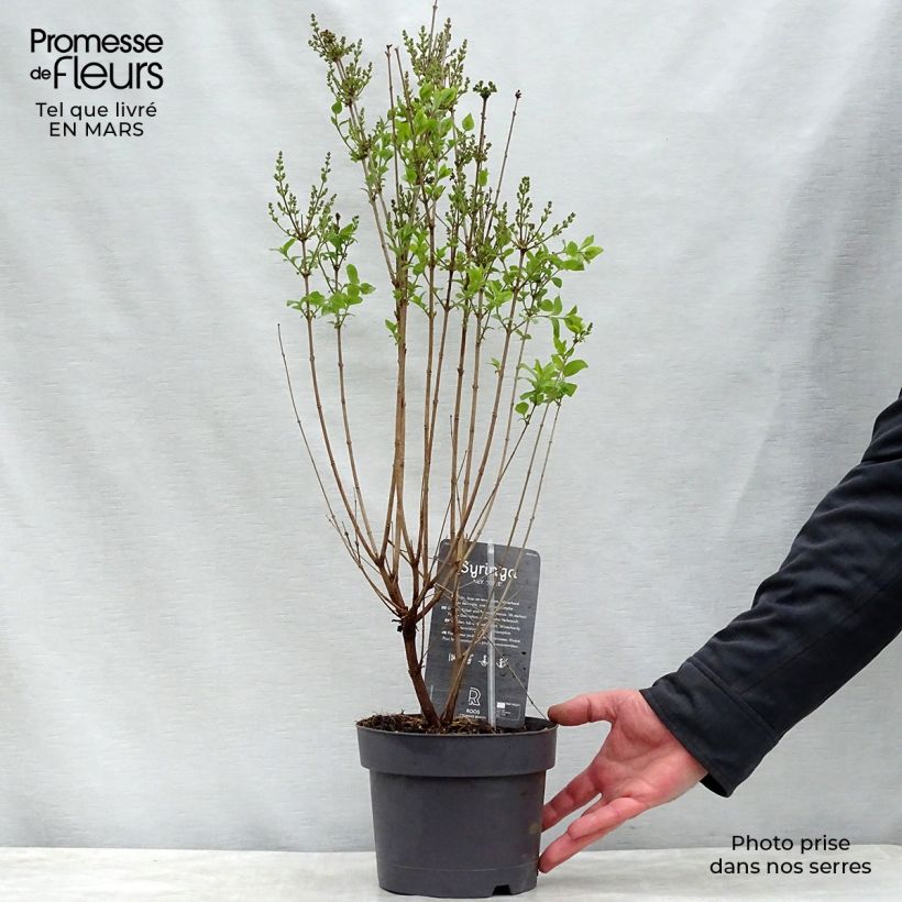 Example of Lilas de Chine - Syringa Josée Pot de 3L/4L as you get in printemps