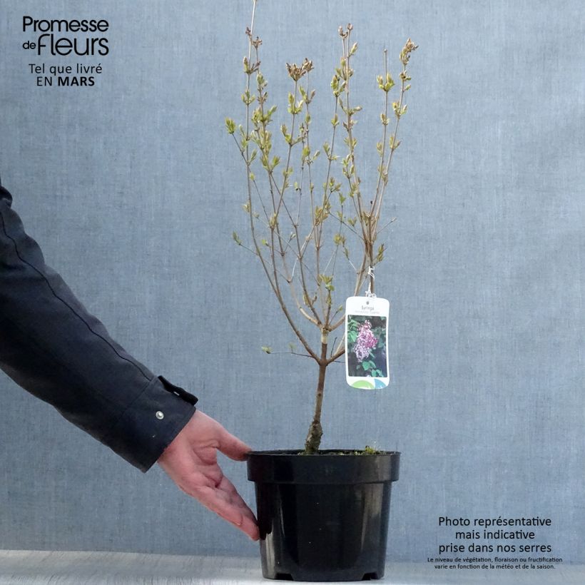 Example of Lilas de Chine - Syringa microphylla Superba Pot de 2L/3L as you get in printemps