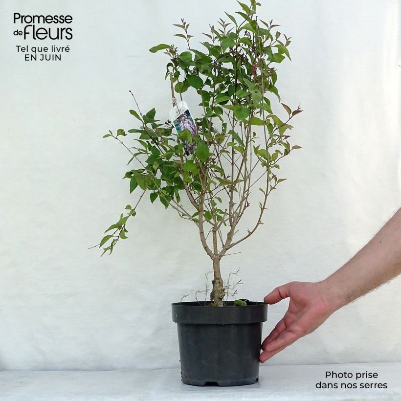 Spécimen de Lilas de Chine - Syringa microphylla Superba Pot de 2L/3L tel que livré en été