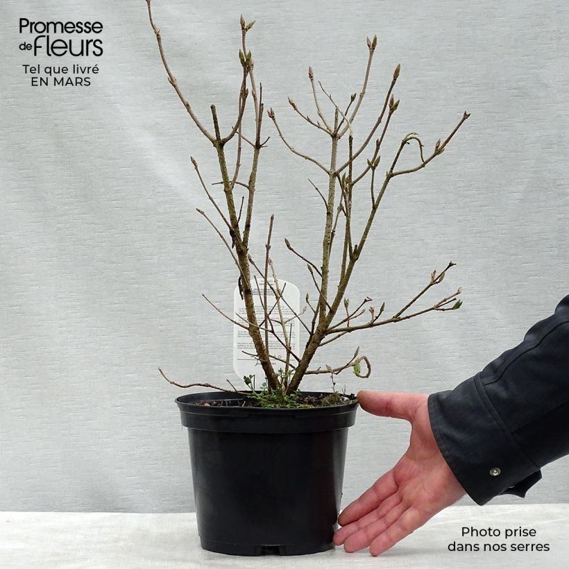 Example of Lilas de Chine - Syringa patula Miss Kim Pot de 2L/3L as you get in printemps