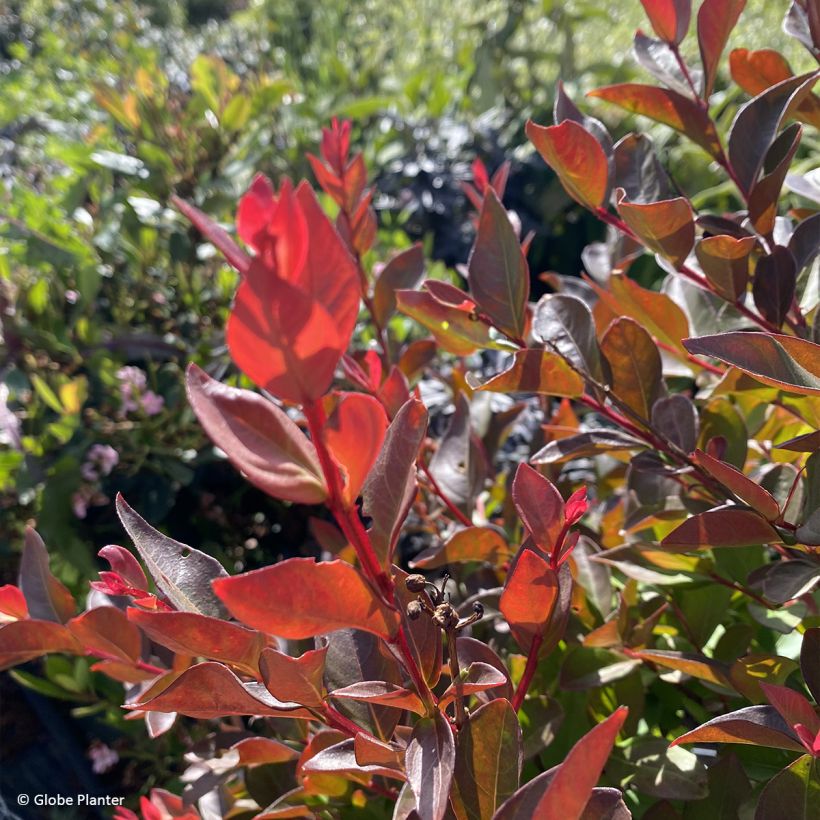 Lilas des Indes - Lagerstroemia Gourmet Red red Wine (Feuillage)