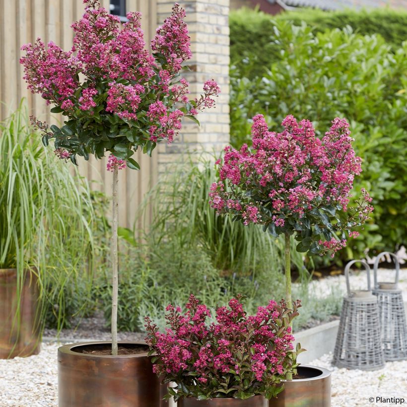 Lilas des Indes - Lagerstroemia indica Berry Dazzle (Port)