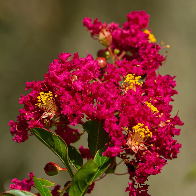 Lilas des Indes - Lagerstroemia indica Caroline Beauty (Flowering)
