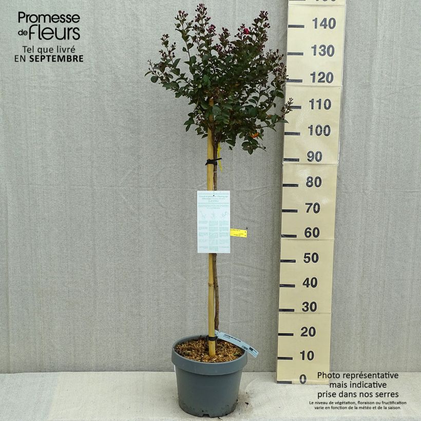 Spécimen de Lagerstroemia indica Double Feature - Lilas des Indes Pot de 7,5L/10L, Demi-Tige tel que livré en été