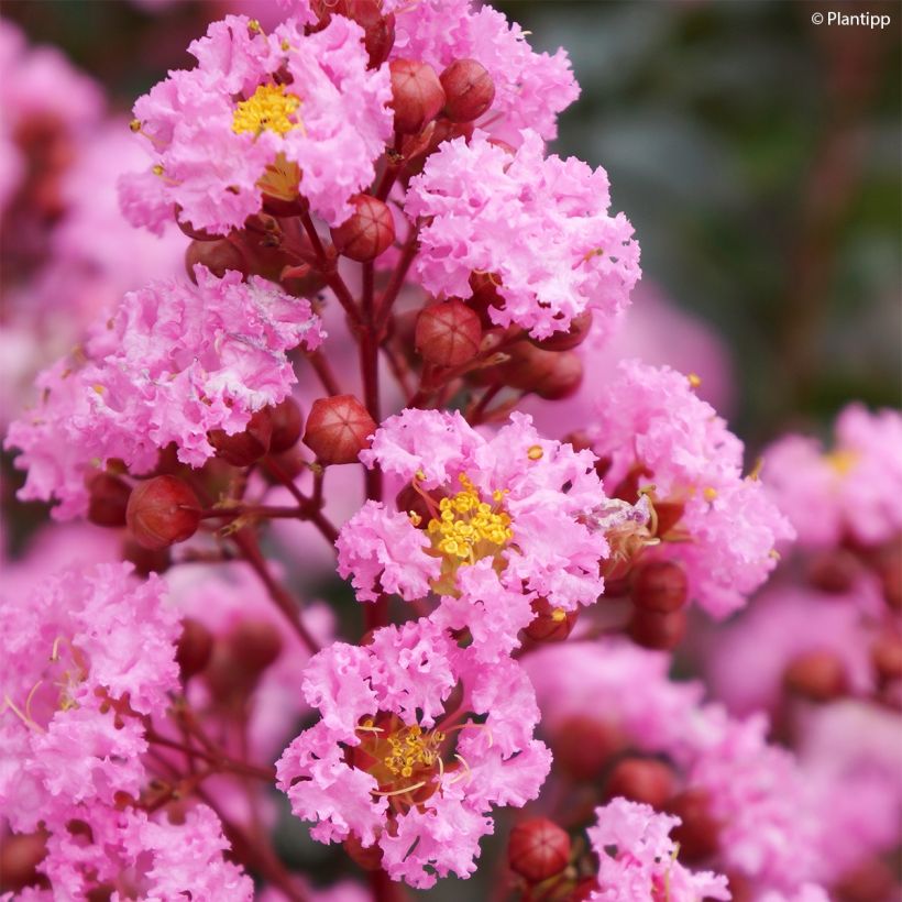 Lilas des Indes - Lagerstroemia indica Eveline (Flowering)