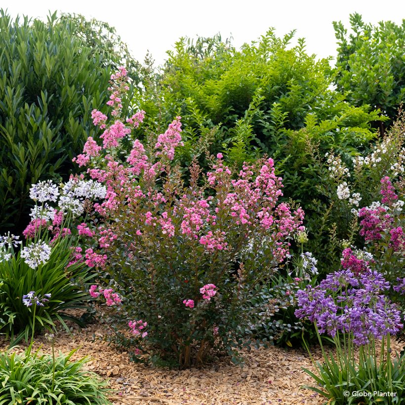 Lilas des Indes - Lagerstroemia indica Gourmet Choco Pink (Port)