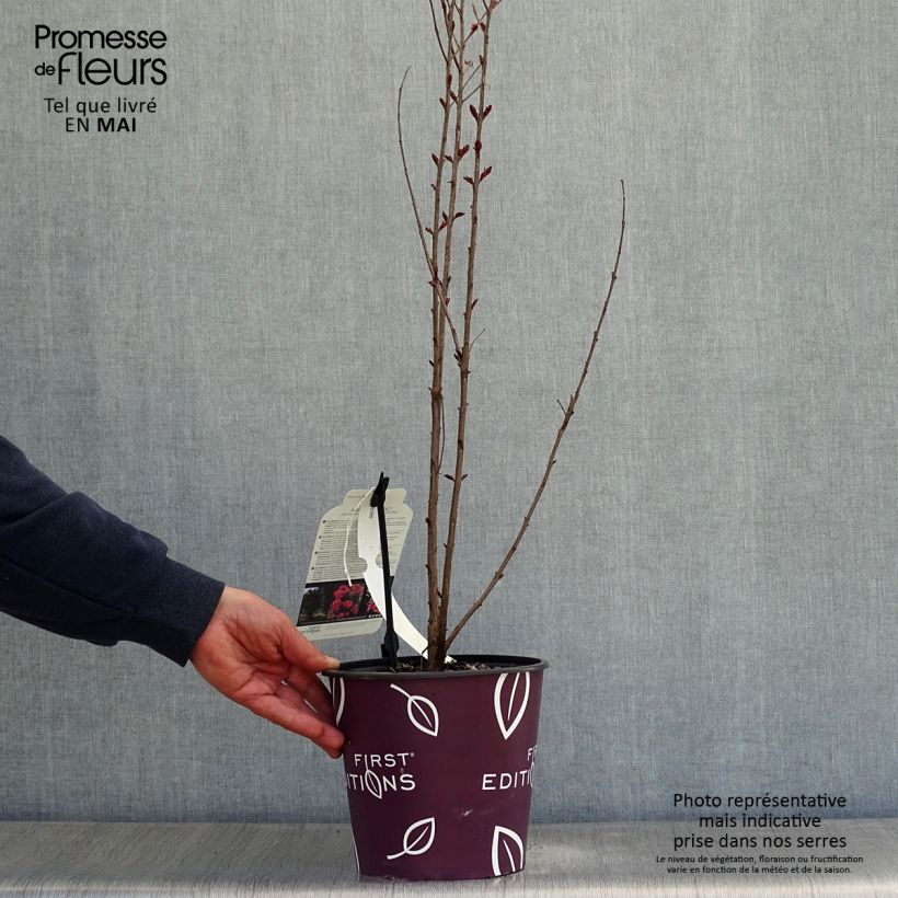 Example of Lilas des Indes - Lagerstroemia indica Midnight Magic Pot de 3L/4L as you get in printemps