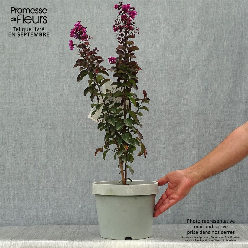 Spécimen de Lilas des Indes - Lagerstroemia indica Rhapsody In Blue Pot de 7,5L/10L, Buisson tel que livré en automne