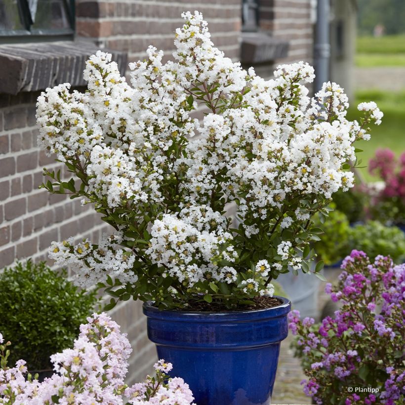 Lilas des Indes - Lagerstroemia indica Virgin With Love (Plant habit)