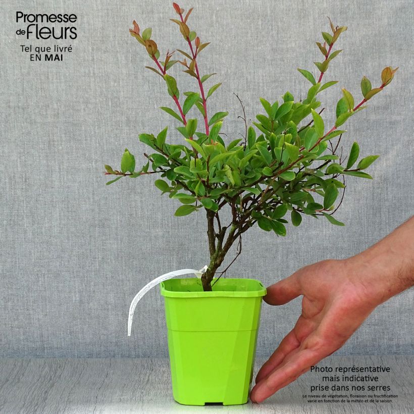 Example of Lilas des Indes - Lagerstroemia indica Virgin With Love Pot de 3L/4L as you get in printemps