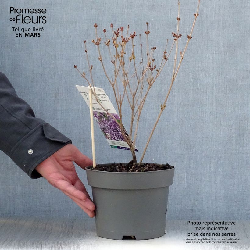 Example of Lilas nain - Syringa meyeri Flowerfesta Purple Pot de 3L/4L as you get in printemps