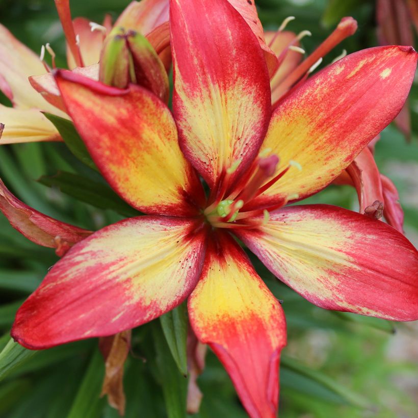 Lis asiatique Forever Linda (Floraison)