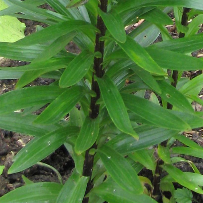 Lis asiatique - Lilium Landini (Foliage)