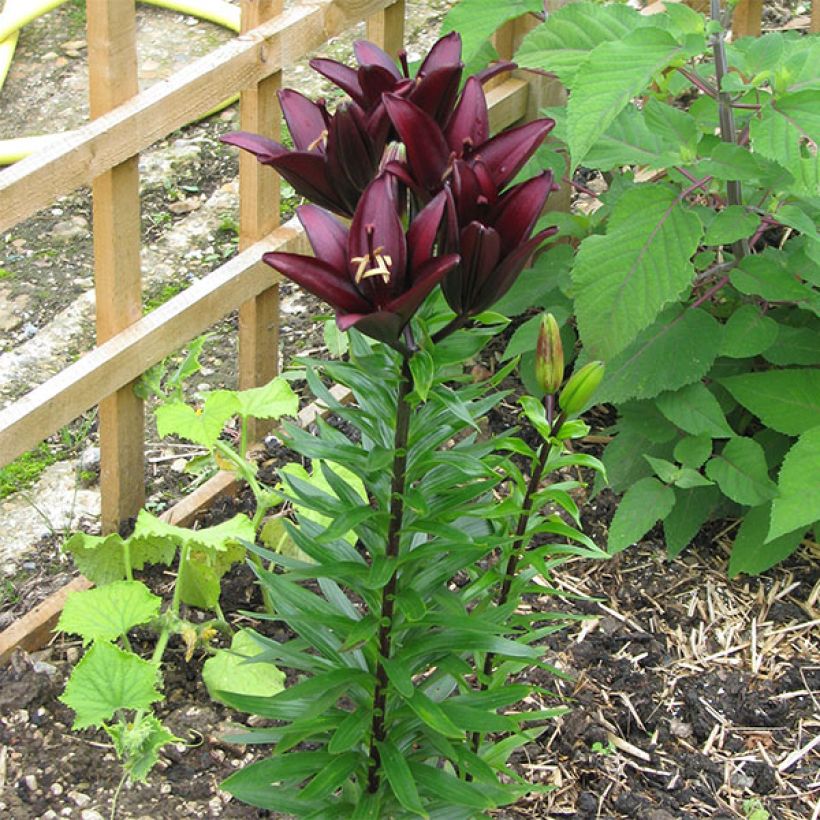 Lis asiatique - Lilium Landini (Plant habit)