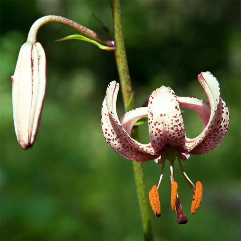 Lis martagon - Lilium martagon var.albiflorum  (Floraison)