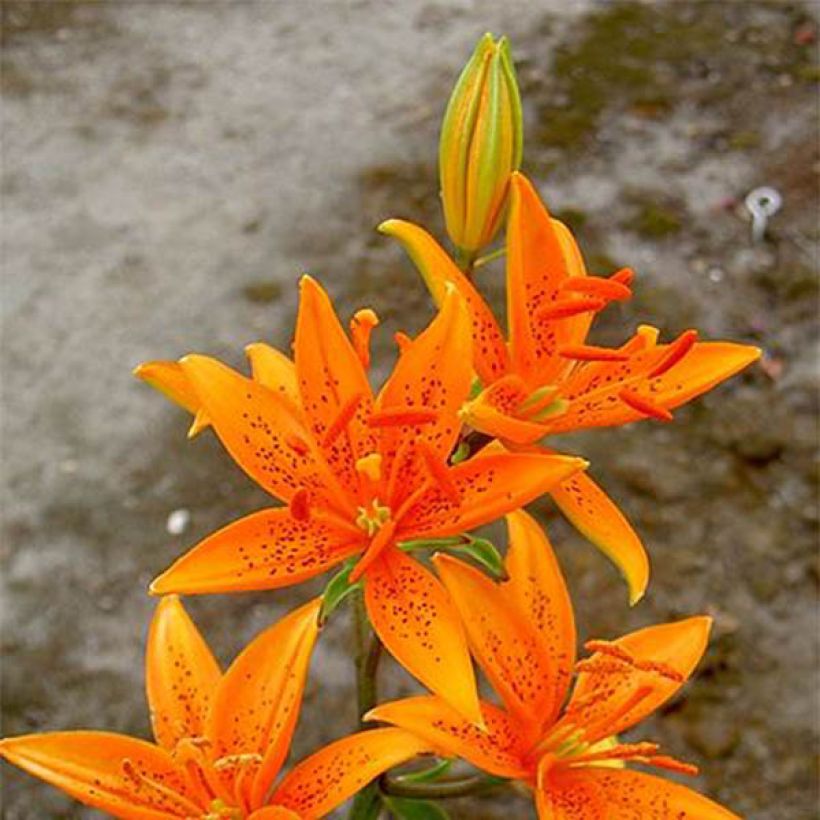 Lis botanique - Lilium tsingtauense NU (Flowering)