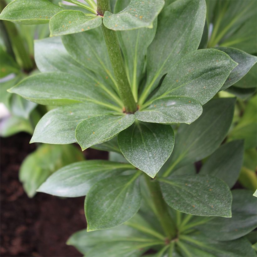 Lis martagon Pink Morning (Foliage)