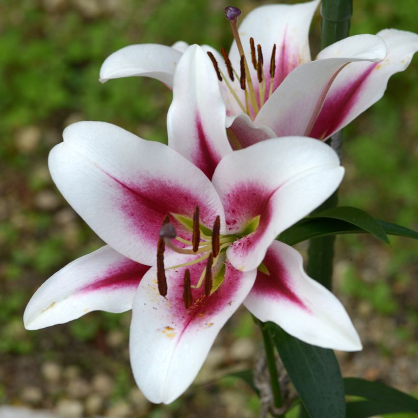 Lis hybride oriental Gaucho (Floraison)