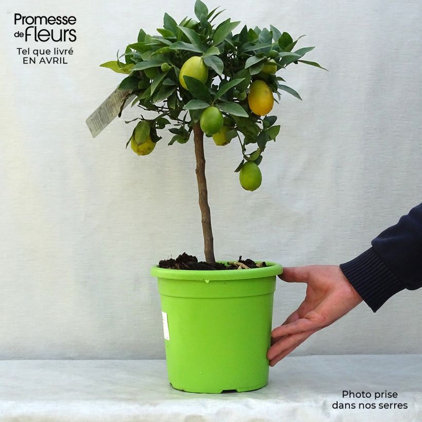 Spécimen de Limequat - Citrus x floridana Pot de 4L/5L, 1/4 de tige tel que livré au printemps