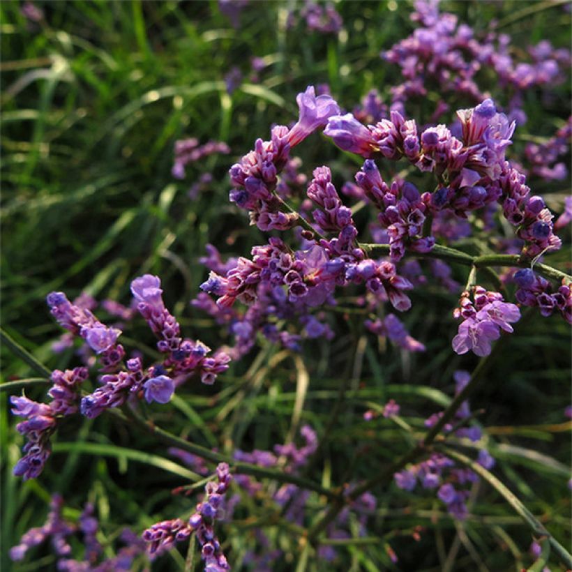 Limonium gmelinii ssp hungaricum (Flowering)