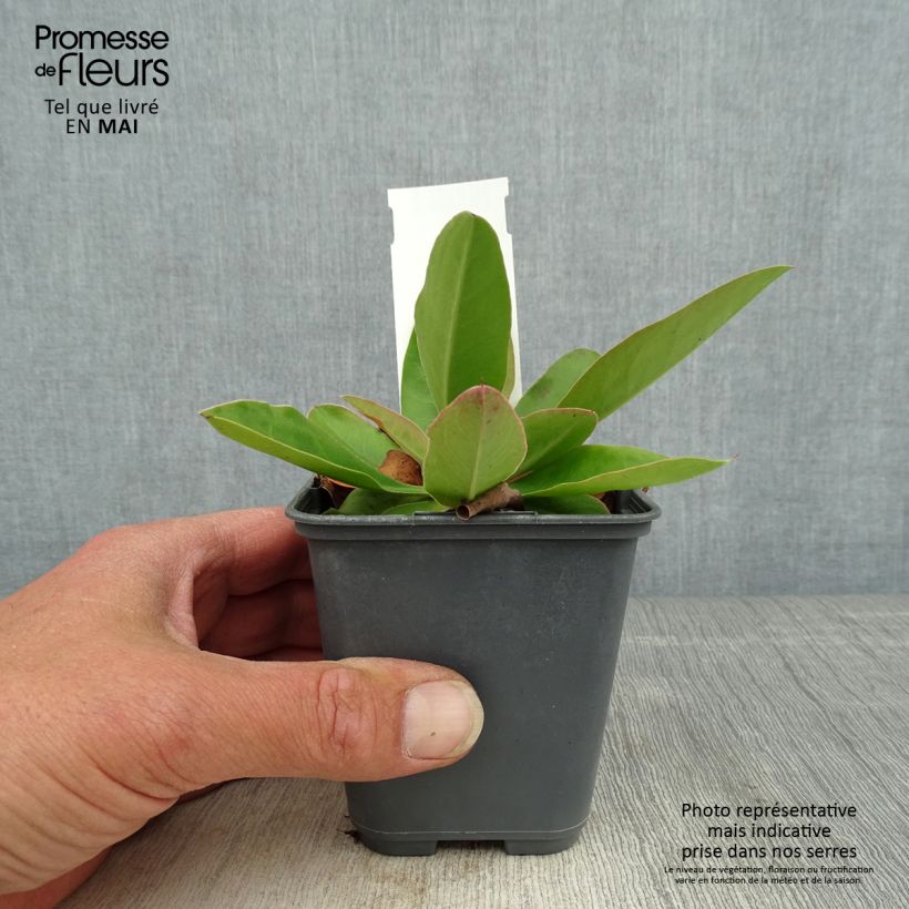 Example of Limonium gmelinii ssp hungaricum Godet de 8/9 cm as you get in printemps