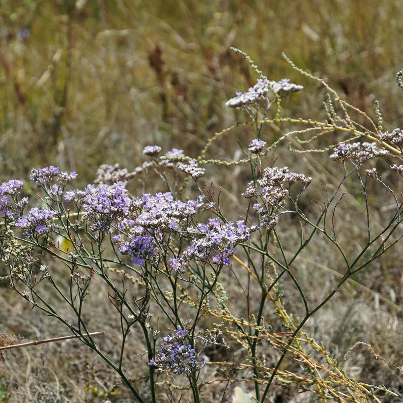Limonium gmelinii ssp hungaricum (Plant habit)