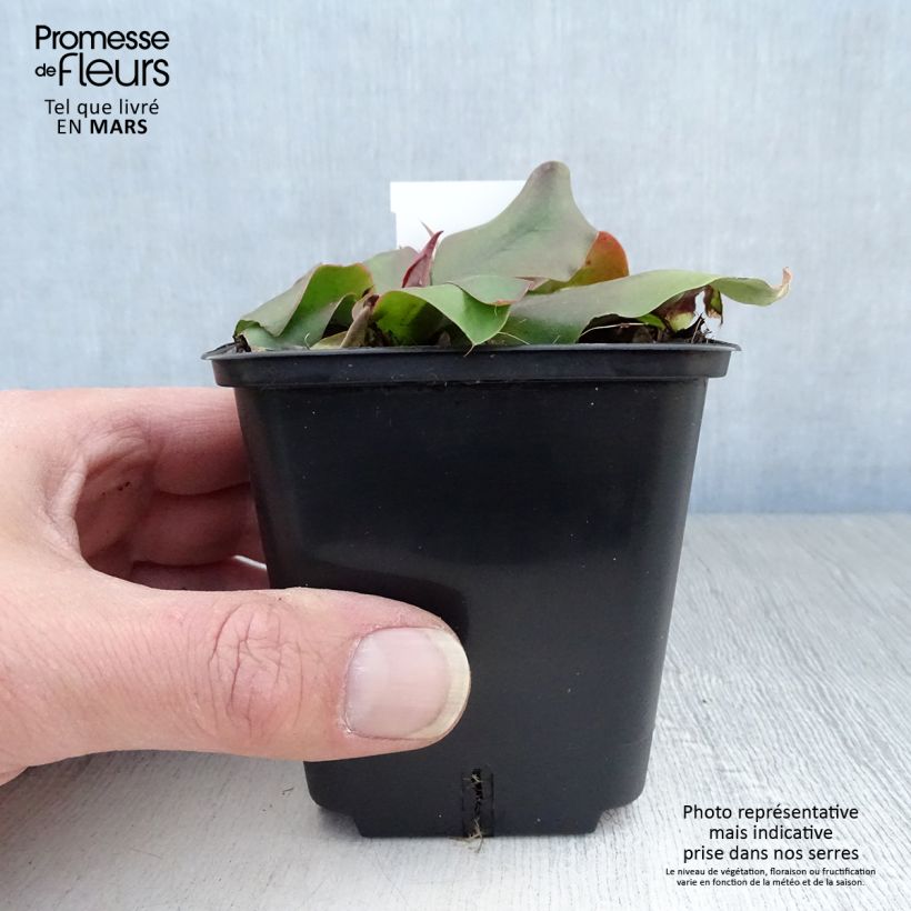 Example of Limonium platyphyllum - latifolium - Statice vivace Godet de 8/9 cm as you get in printemps