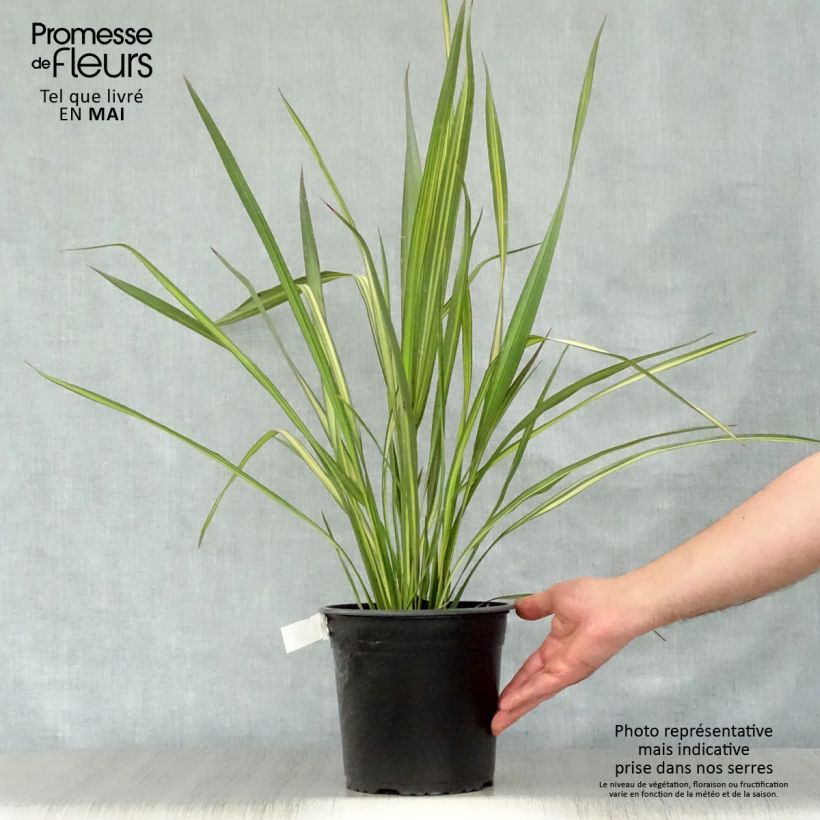 Example of Lin de Nouvelle-Zélande - Phormium Apricot Queen Pot de 3L/4L as you get in printemps