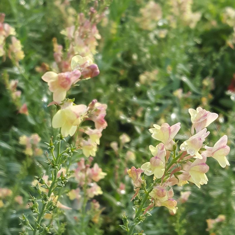 Linaria Peachy - Linaire. (Flowering)