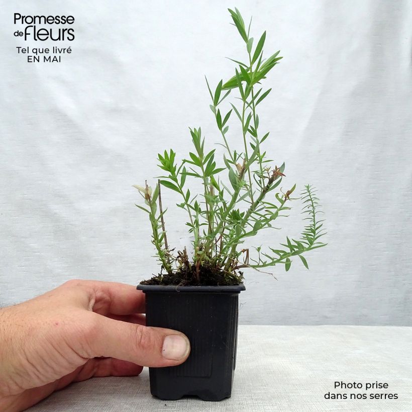 Example of Linaria Peachy - Linaire. Godet de 8/9 cm as you get in printemps