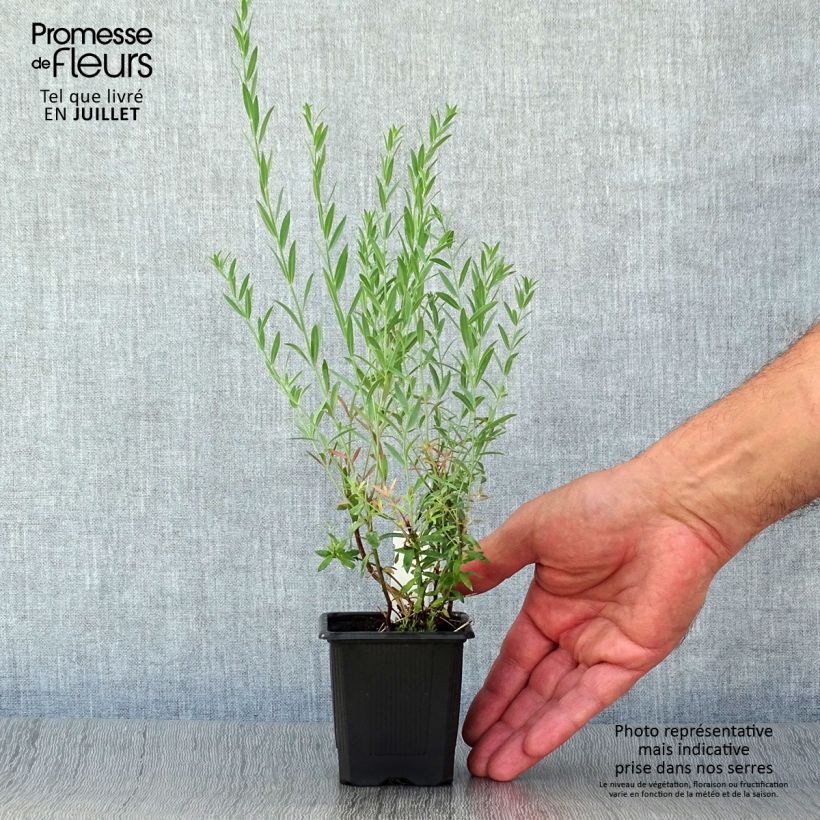 Spécimen de Linaria Peachy - Linaire. Godet de 8/9 cm tel que livré en été
